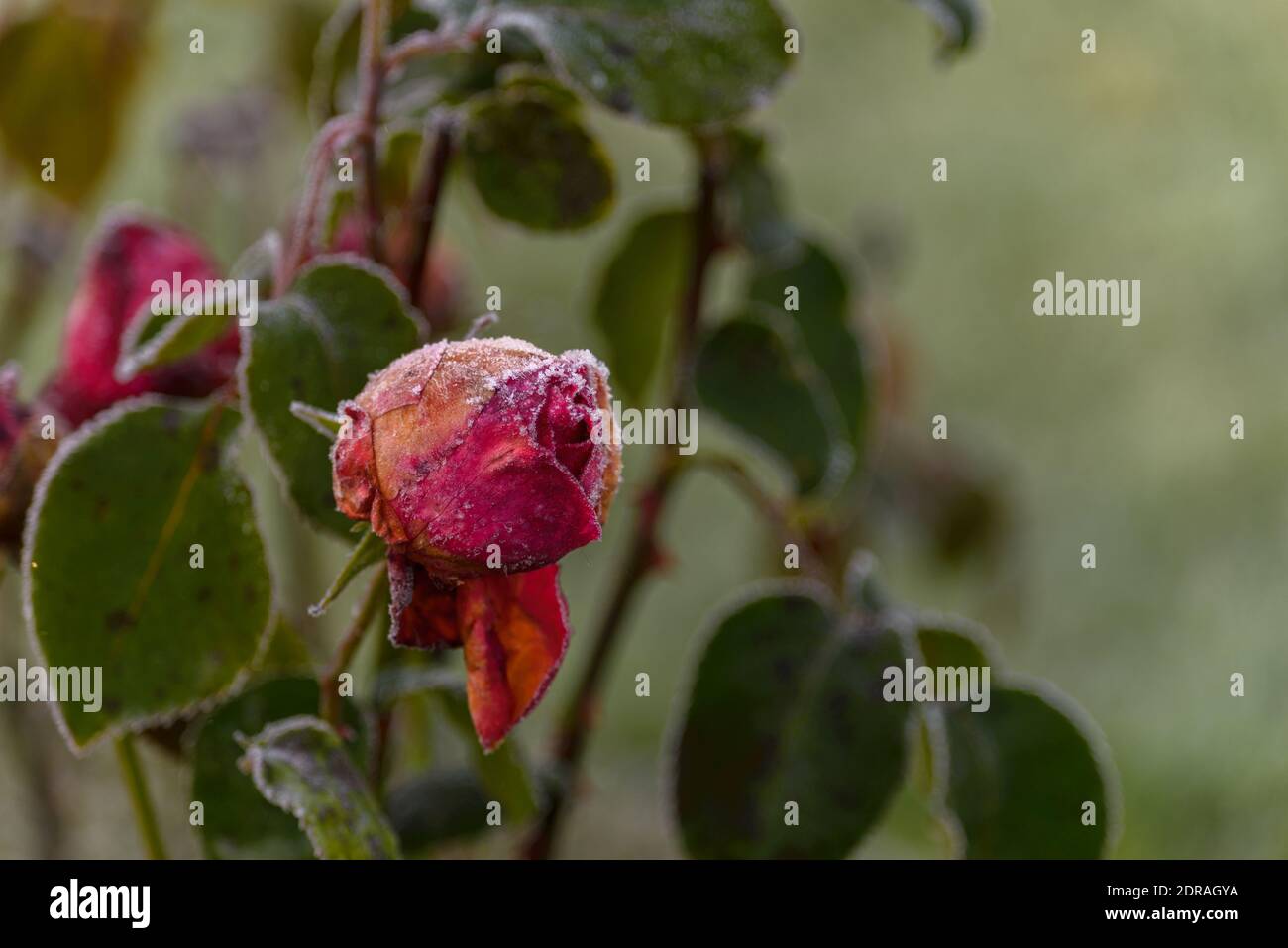 Rose rosse ghiacciate nel giardino d'autunno Foto Stock