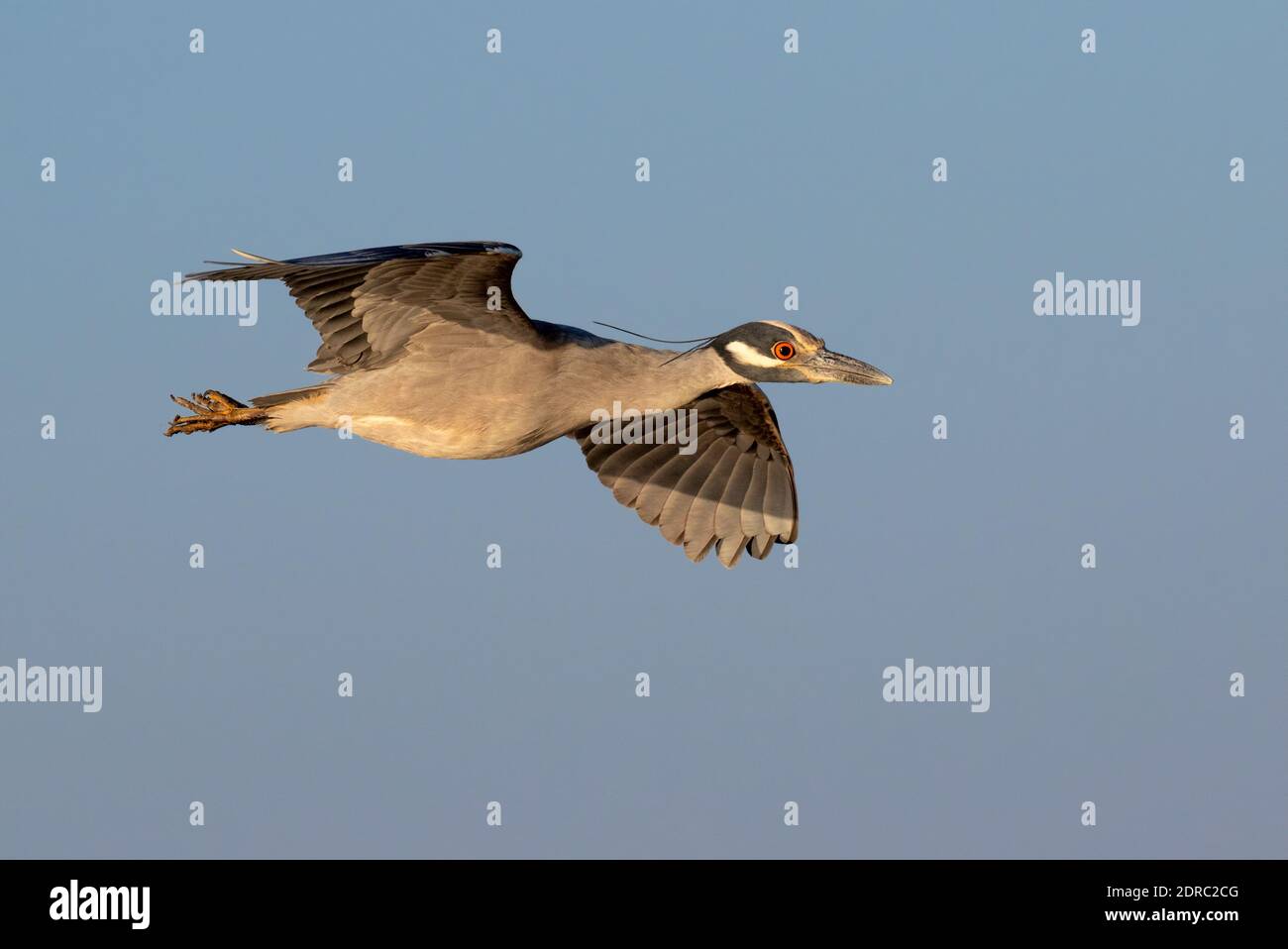 Airone notturno coronato da giallo (Nyctanassa violacea) che vola nel cielo blu, Galveston, Texas, USA. Foto Stock