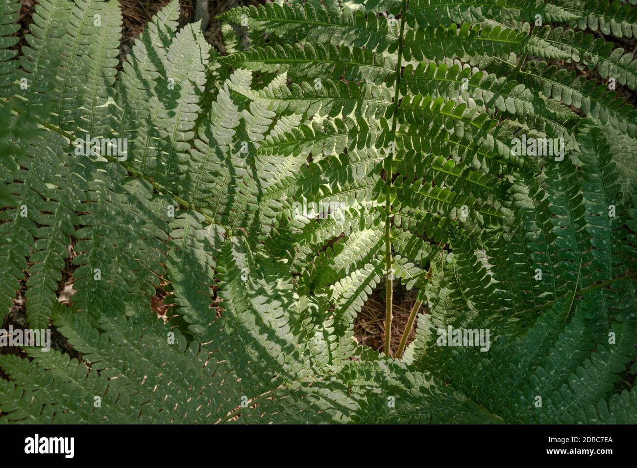 Guardando verso il basso nel vortice di una Fern cannella. Trovato in Breakheart Reservation, Wakefield, ma Stati Uniti Foto Stock