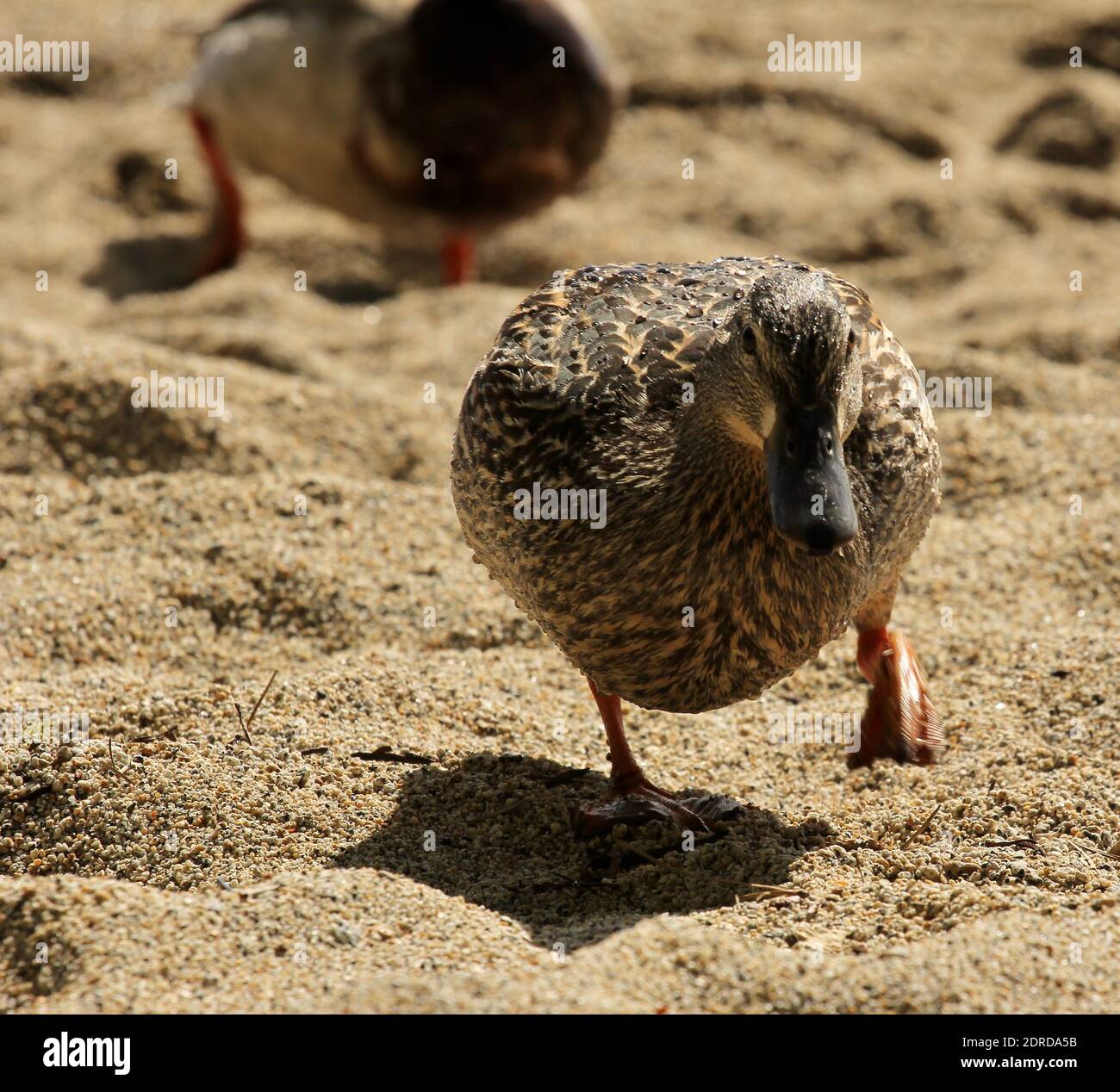 A piedi di anatra Foto Stock