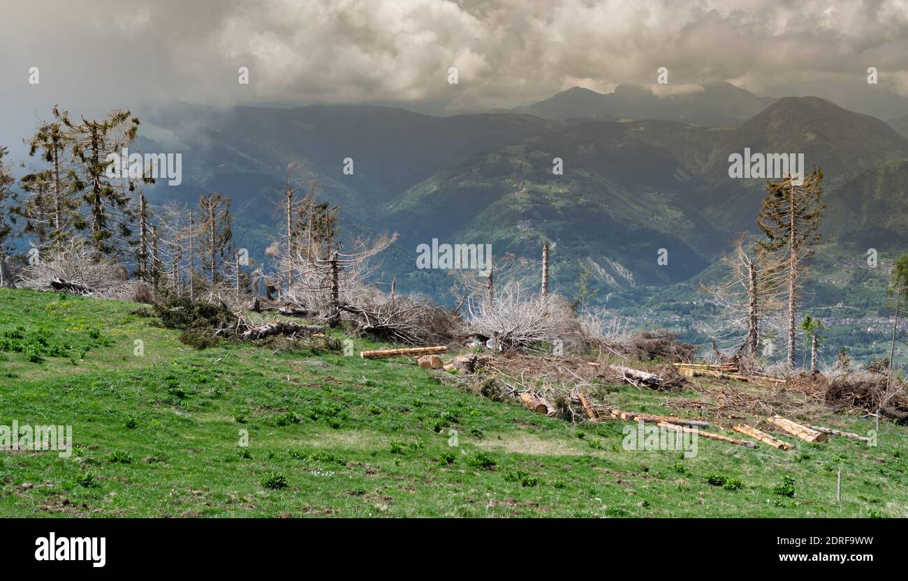 Panorama montano, prato verde e resti di alberi sradicati dalla furia della tempesta DI VAIA. Cielo tempestoso. Monte avena, Parco Nazionale Dolomiti Bellunesi Foto Stock