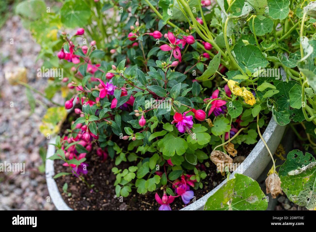 'Ringwood Market' Fuchsia, Bloddruppe (Fuchsia Hybrida) Foto Stock
