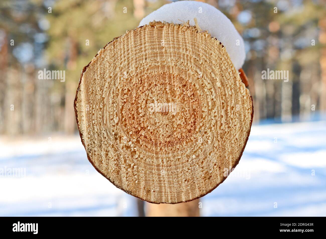 Sezione trasversale di un tronco di pino con anelli annuali. Struttura legnosa. Albero segato. Foto Stock