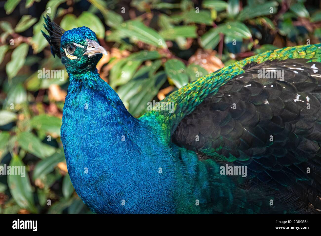 Curioso pavone indiano blu e verde al Yellow River Wildlife Sanctuary vicino Atlanta a Lilburn, Georgia. (STATI UNITI) Foto Stock