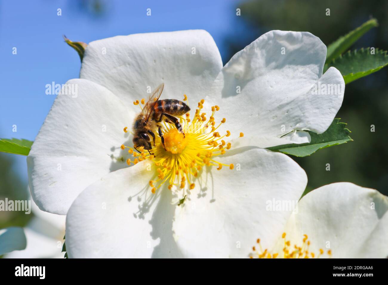 L'ape raccoglie il polline dolce dal fiore bianco di roseanca. Fotografia macro. Il mondo degli insetti. Foto Stock
