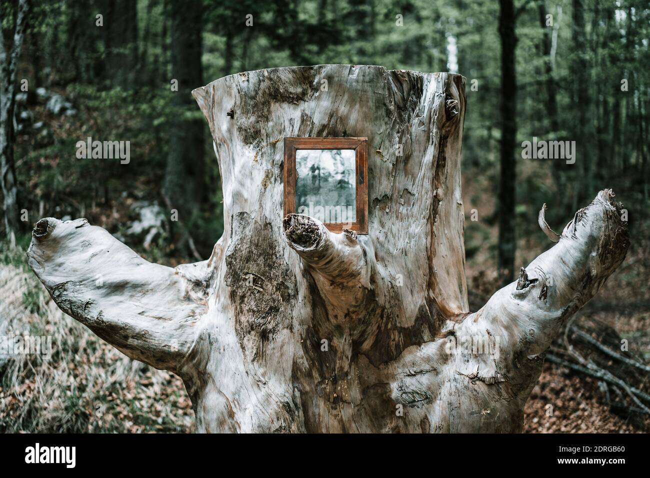 Specchio su tronco di albero a foresta Foto stock - Alamy