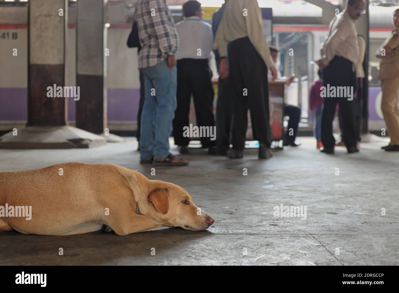Un cane vagato che giace su una piattaforma a Chhatrapati Shivaji Maharaj Terminus, Mumbai, India, pendolari visto in background Foto Stock