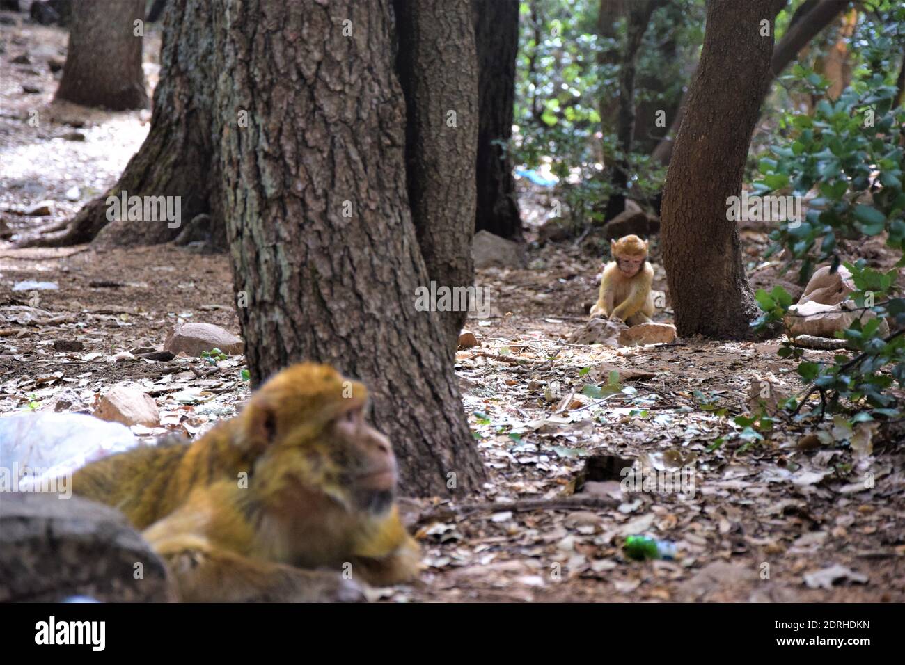 Barbary Macaque in Marocco Foto Stock