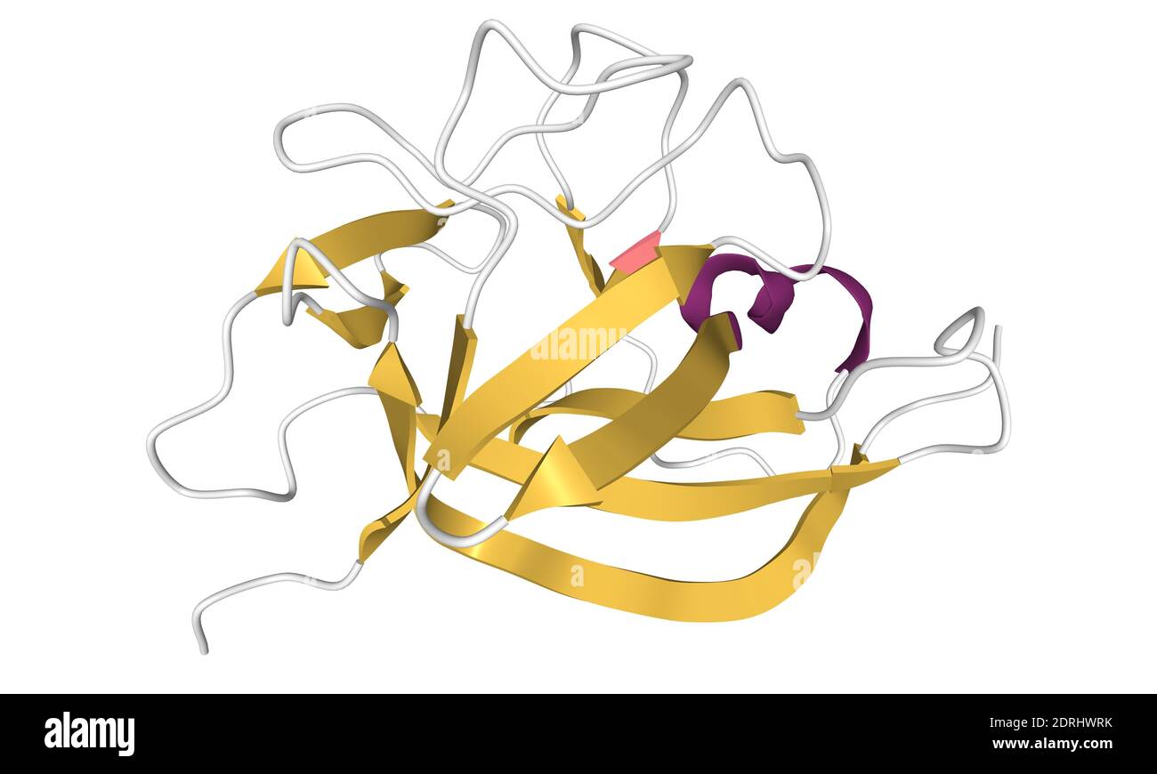 Struttura del modello di cartone animato 3D alfa interleuchina-1 umano isolato con elementi della struttura secondaria di diverso colore, sfondo bianco Foto Stock
