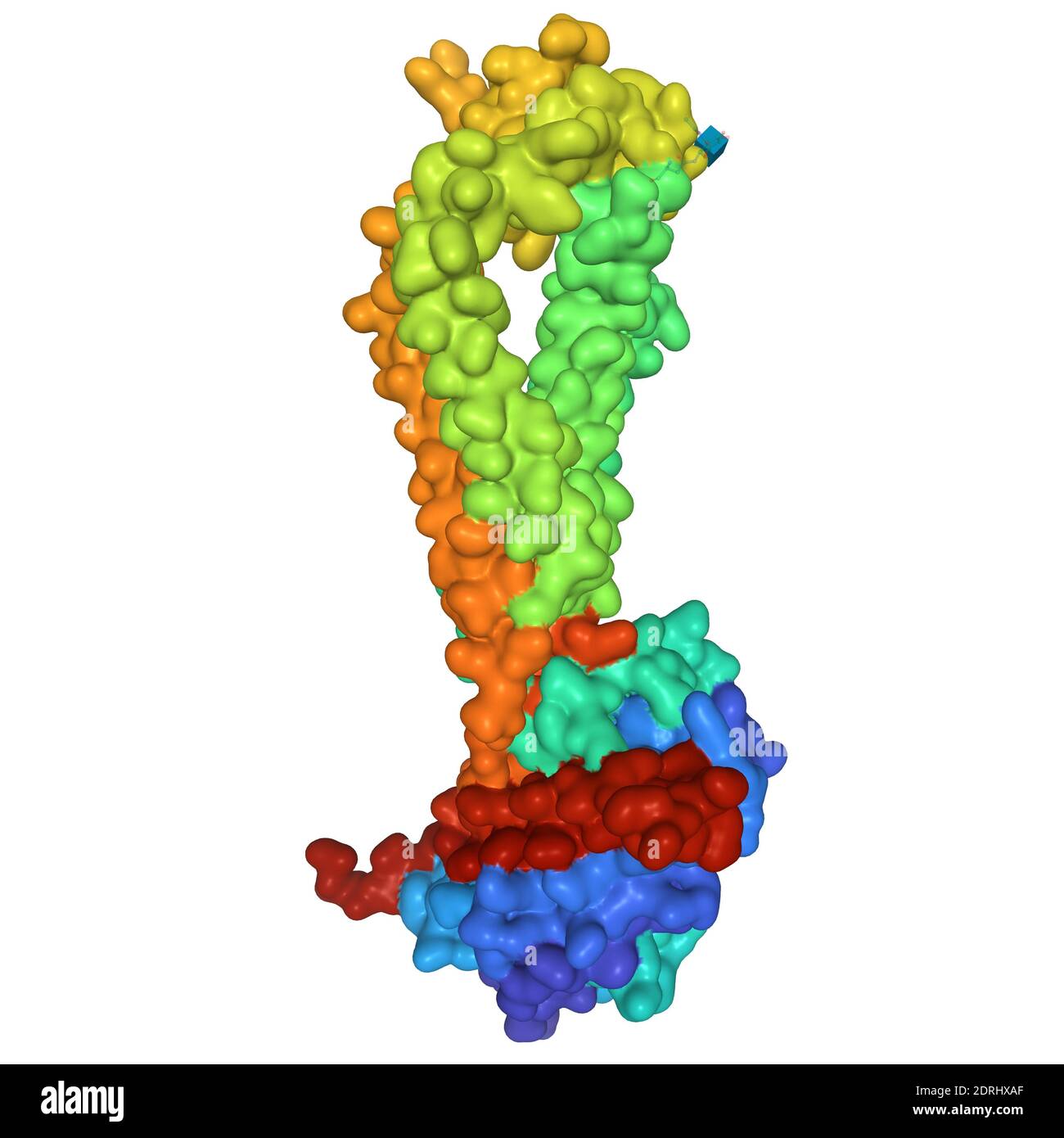 Struttura cristallina del CD53 umano, modello di superficie 3D, sfondo bianco Foto Stock