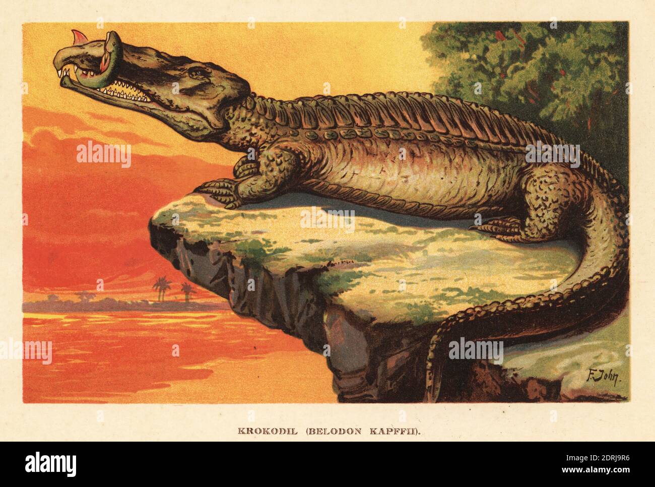 Fitosauro, Nicrosaurus kapffi, del tardo Triassico. Krokodil, Belodon kapffii. Tiene un pesce lunghissimo di Ceratodus nelle sue mascelle. Illustrazione stampata a colori di F. John da Tiere der Urwelt di Wilhelm Bolsche (Animali del mondo Preistorico), società Reichardt Cocoa, Amburgo, 1908. Foto Stock