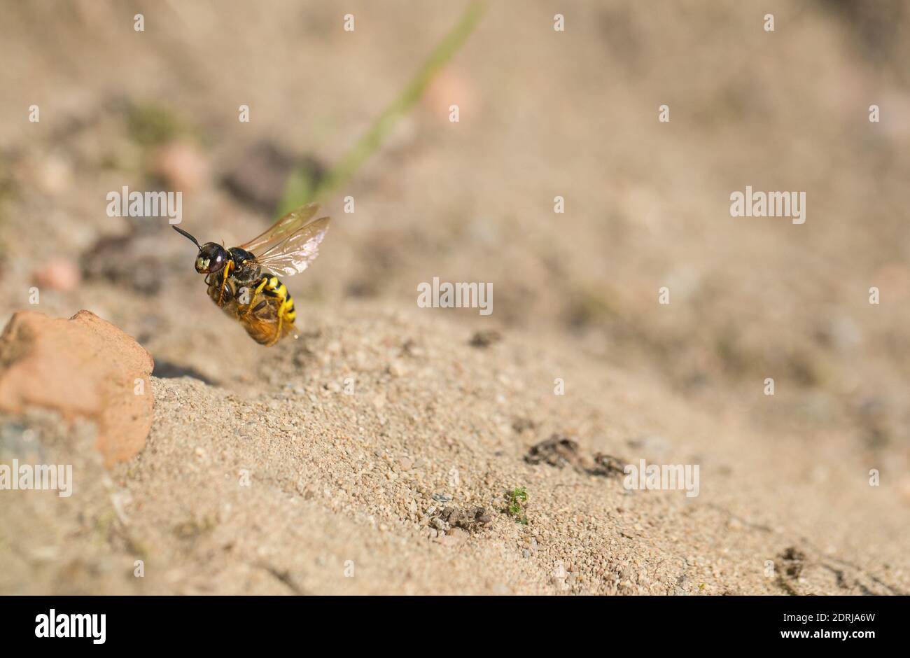 Il lupo europeo (triangolo di Philanthus) con la sua preda di api mellifere Foto Stock