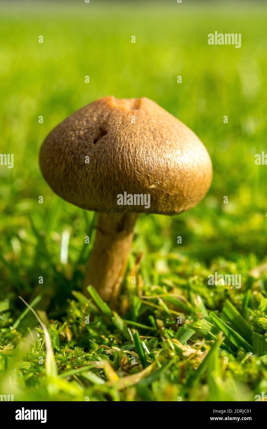 Funghi selvatici che crescono su un prato inglese in autunno Foto Stock