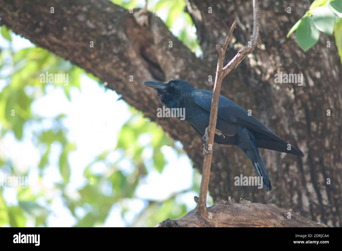 Corvo di grandi dimensioni Corvus macrorhynchos su una filiale. Parco Nazionale di Bandhavgarh. Madhya Pradesh. India. Foto Stock