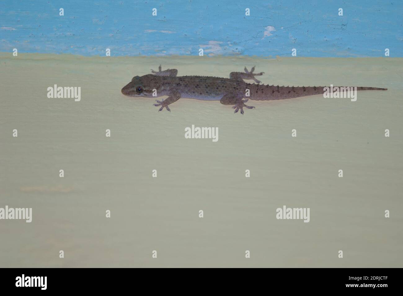 Casa mediterranea gecko Hemidactylus turcicus. Tala. Madhya Pradesh. India. Foto Stock