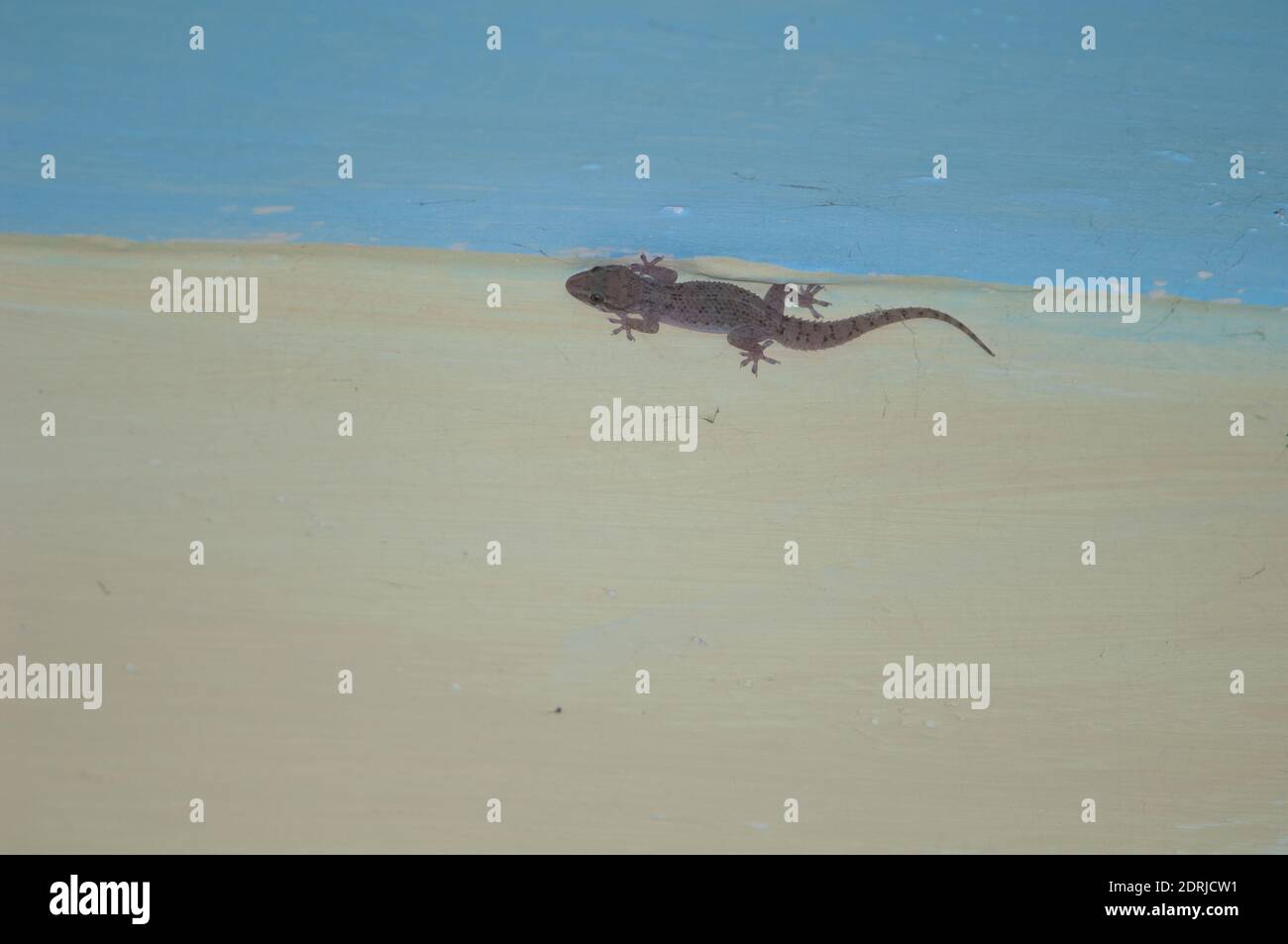 Casa mediterranea gecko Hemidactylus turcicus. Tala. Madhya Pradesh. India. Foto Stock