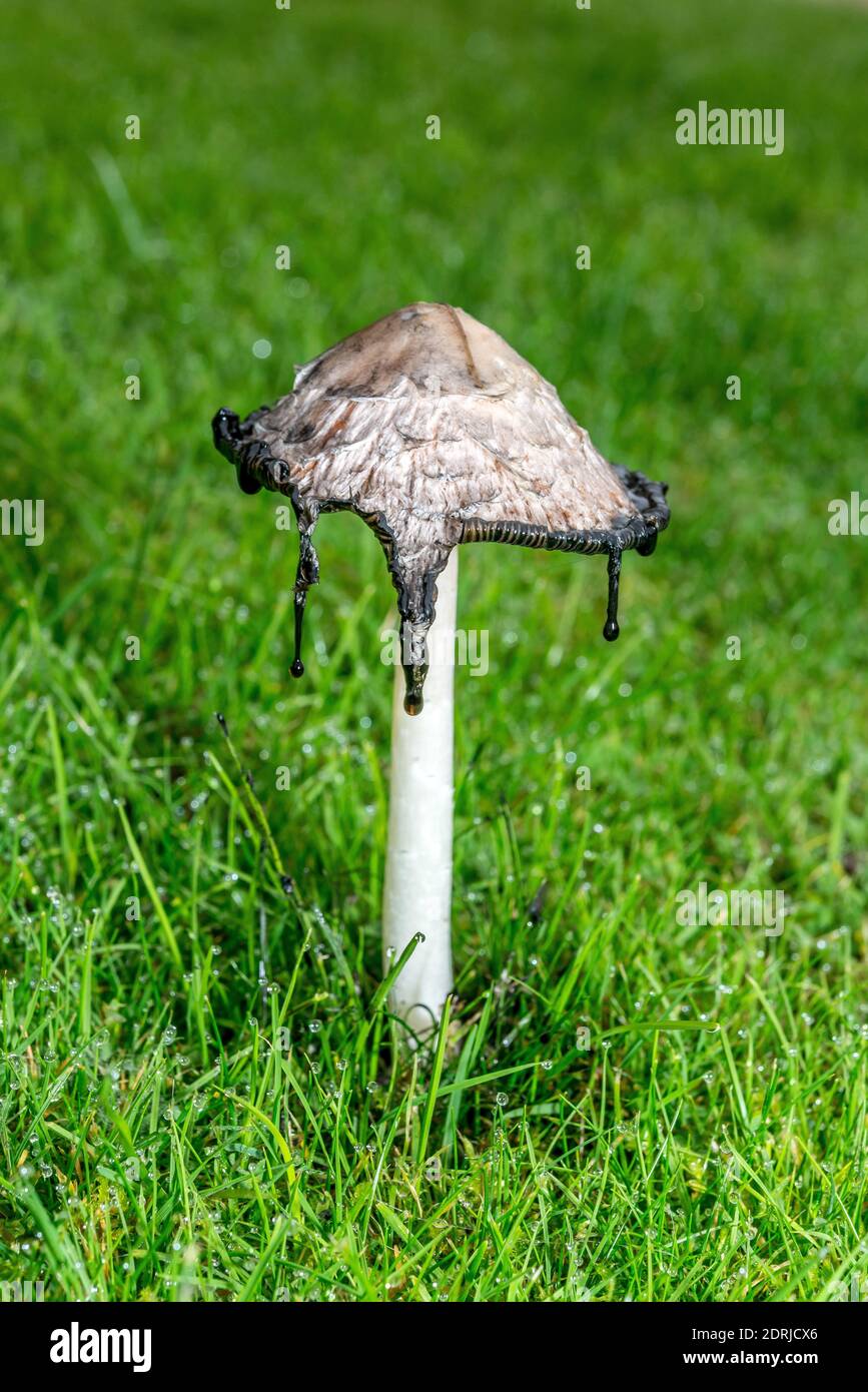 Shaggy Ink Cap, Coprinus comatus funghi, funghi commestibili in un prato erboso nello Yorkshire, Inghilterra, Regno Unito Foto Stock