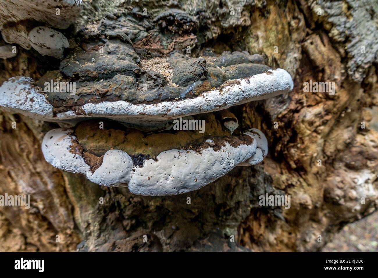Funghi porpora di betulla (Piptoporus betulinus) che crescono su un albero di betulla d'argento, in bosco inglese. Foto Stock