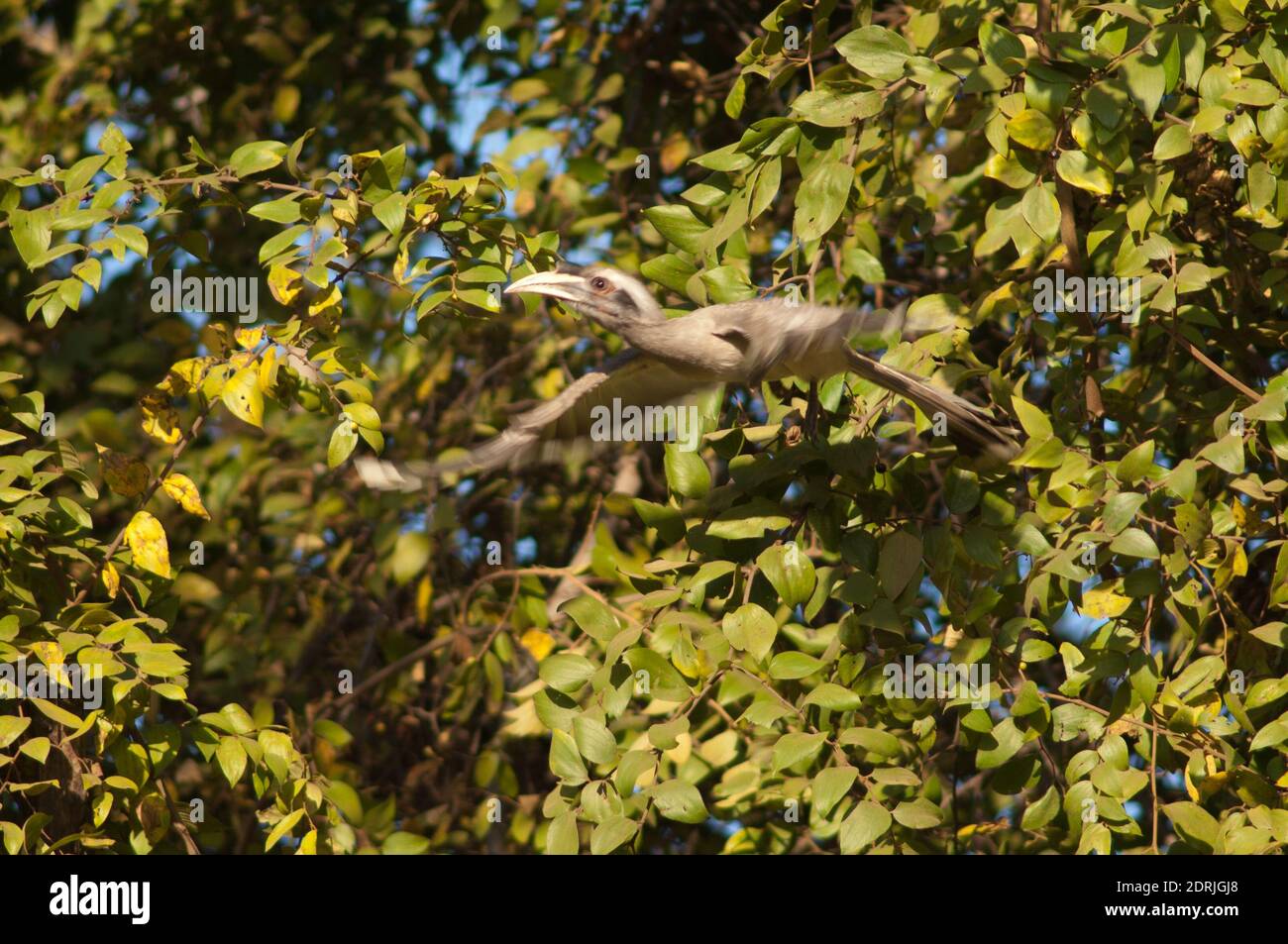 Becco grigio indiano Ocyceros birostris in volo. Femmina. Parco Nazionale di Bandhavgarh. Madhya Pradesh. India. Foto Stock