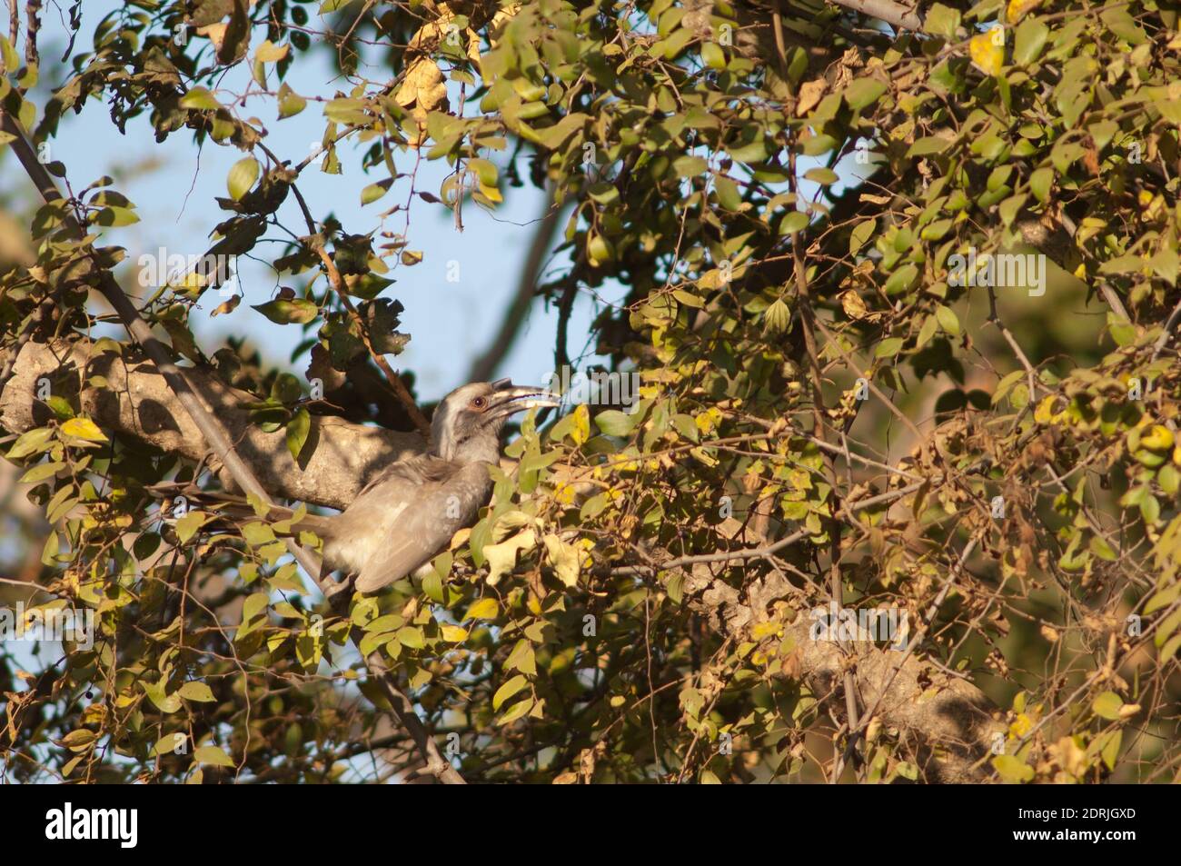 Becco grigio indiano Ocyceros birostris mangiare frutta. Femmina. Parco Nazionale di Bandhavgarh. Madhya Pradesh. India. Foto Stock
