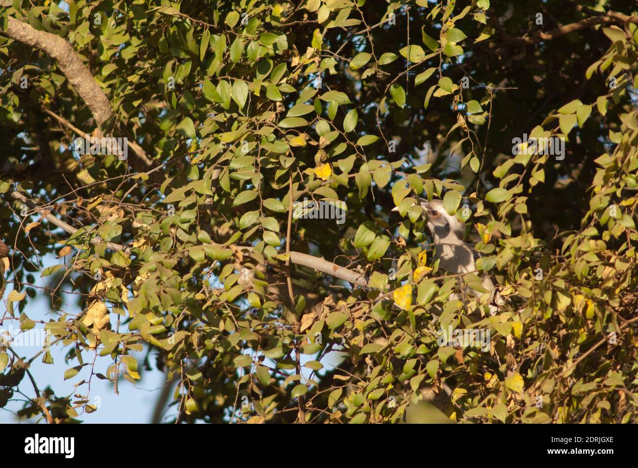 Becco grigio indiano Ocyceros birostris. Femmina. Parco Nazionale di Bandhavgarh. Madhya Pradesh. India. Foto Stock
