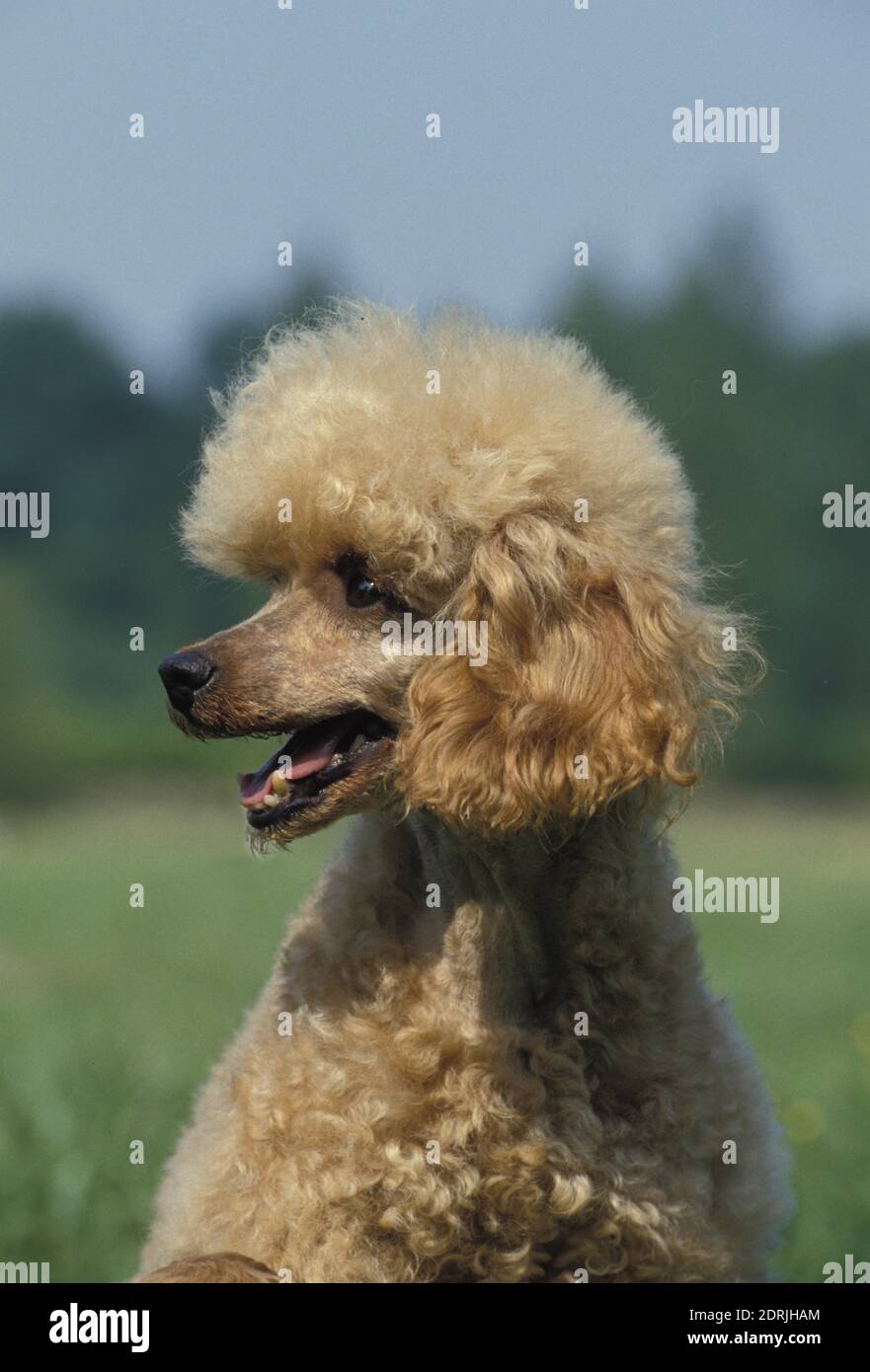 Albicocca Standard Poodle, Ritratto di cane Foto Stock