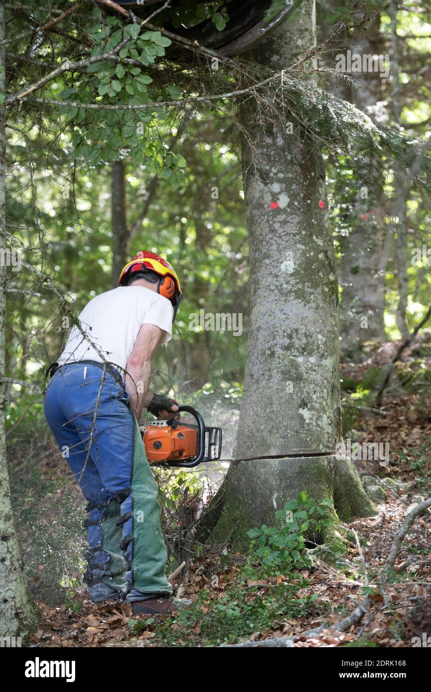 Azienda Barraquand a Saint-Jean-en-Royans, specializzata in tronchi, commercio di tutti i tipi di legno e legna da ardere. Lumberjack che taglia un albero con una motosega Foto Stock