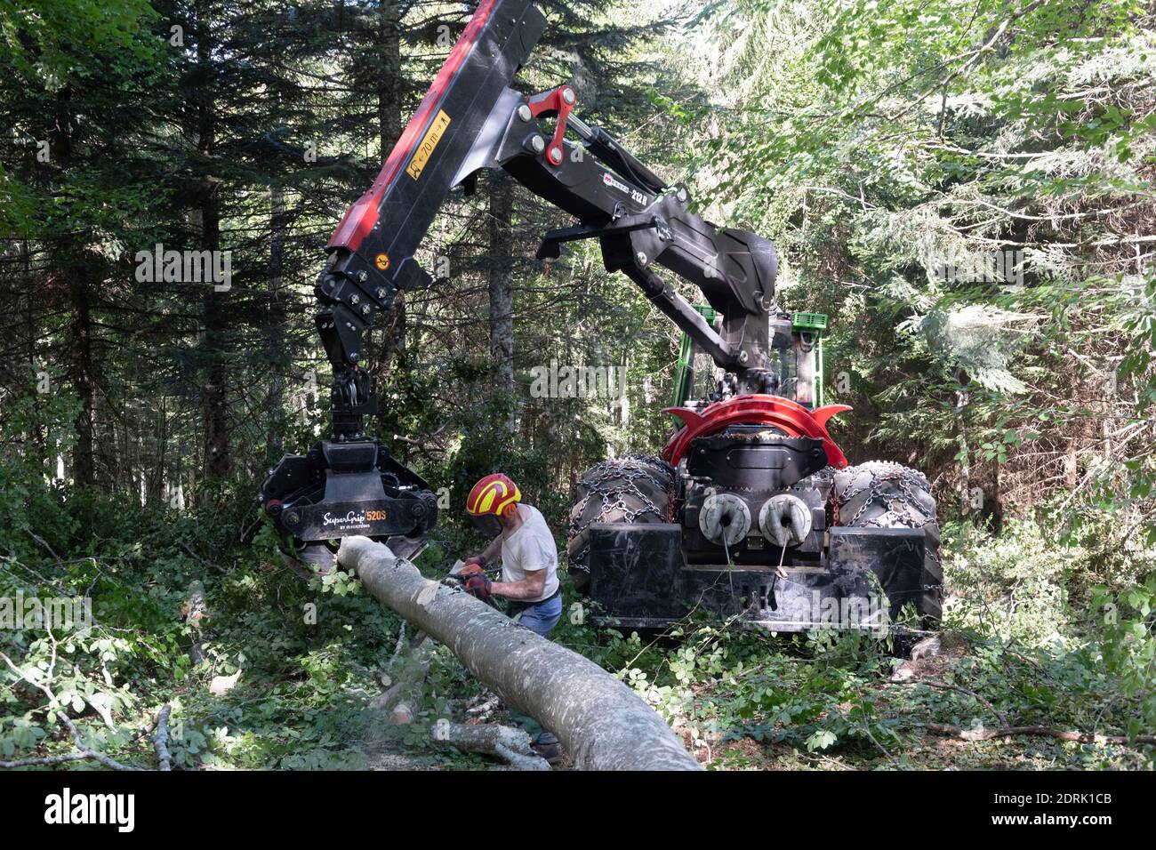 Azienda Barraquand a Saint-Jean-en-Royans, specializzata in tronchi, commercio di tutti i tipi di legno e legna da ardere. Lumberjack che taglia un albero con una motosega Foto Stock