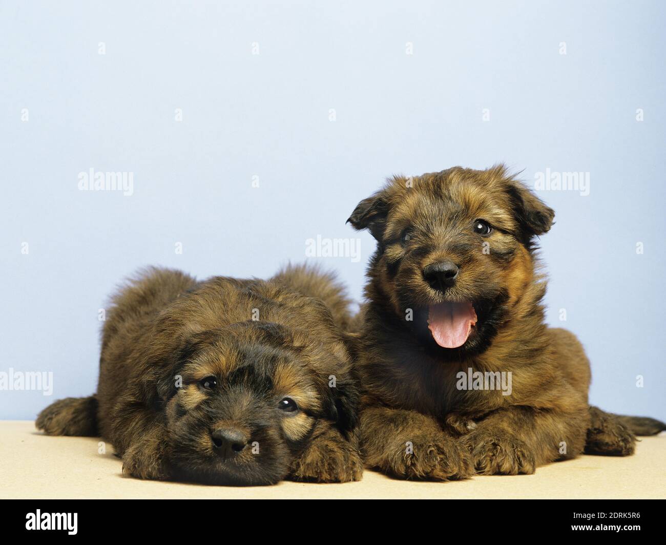 Briard cane, cuccioli Foto Stock
