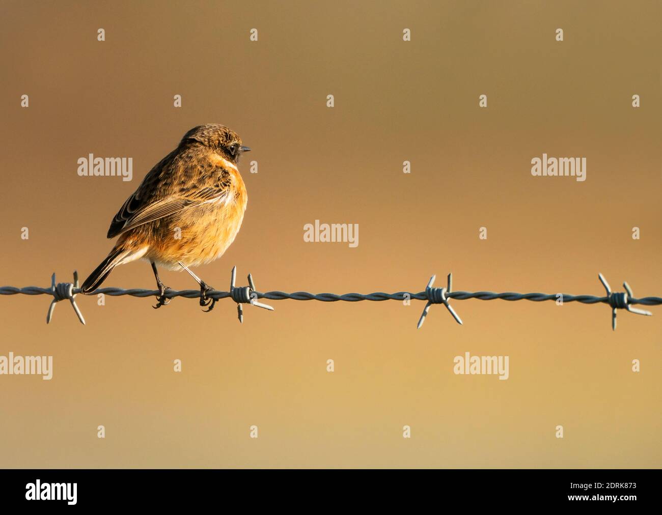 Stonechat maschio (Saxicola rupicola) appollaiato su recinzione a filo spinato, Oxfordshire Foto Stock