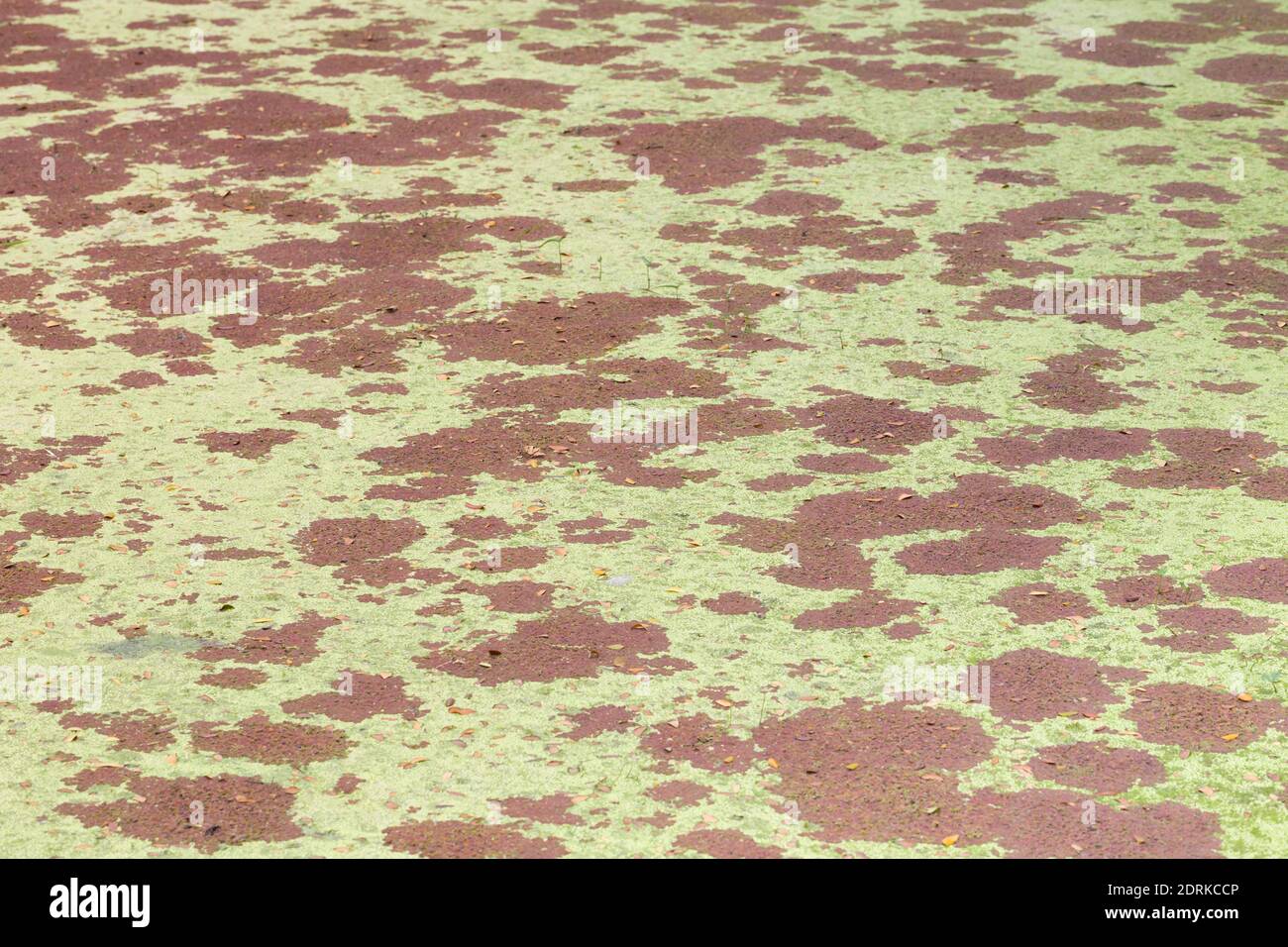 Laghetto coperto di colorate alghe e alghe Foto Stock