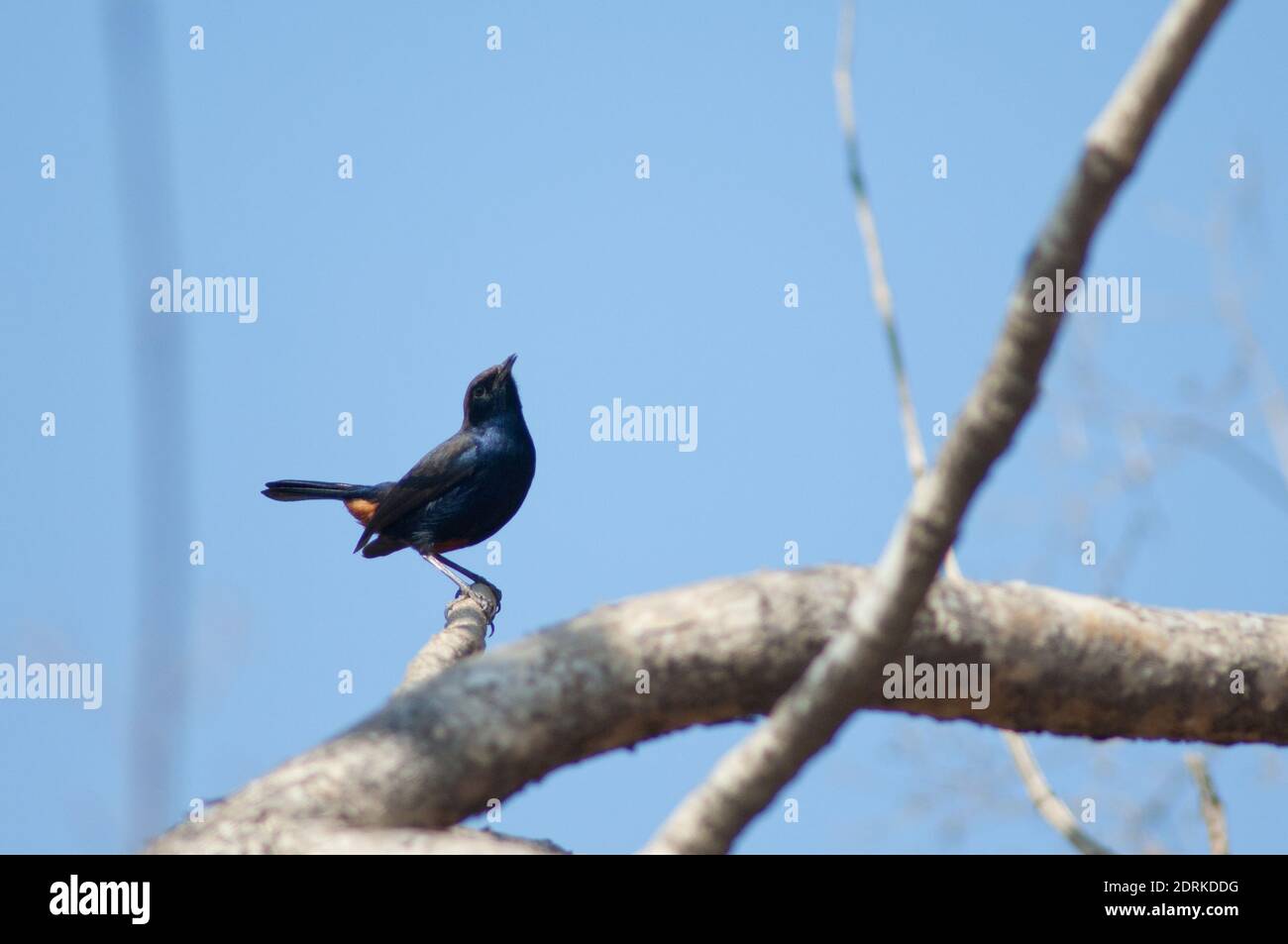 Maschio indiano robin Copsychus fulicatus cambaiensis. Parco Nazionale di Gir. Gujarat. India. Foto Stock