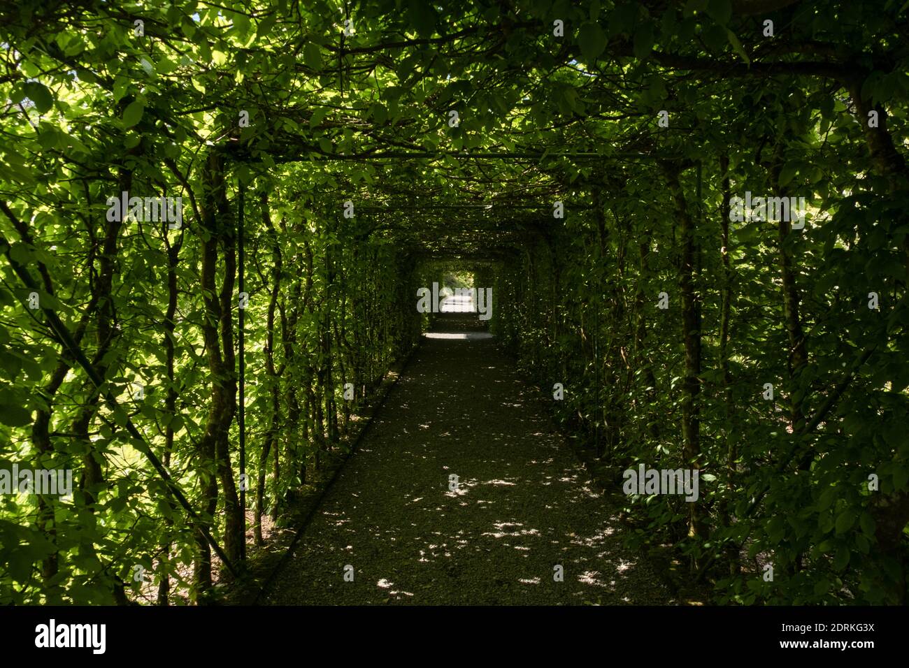 Il percorso in verde tunnel cespuglio decorativo con luce solare e. ombre Foto Stock