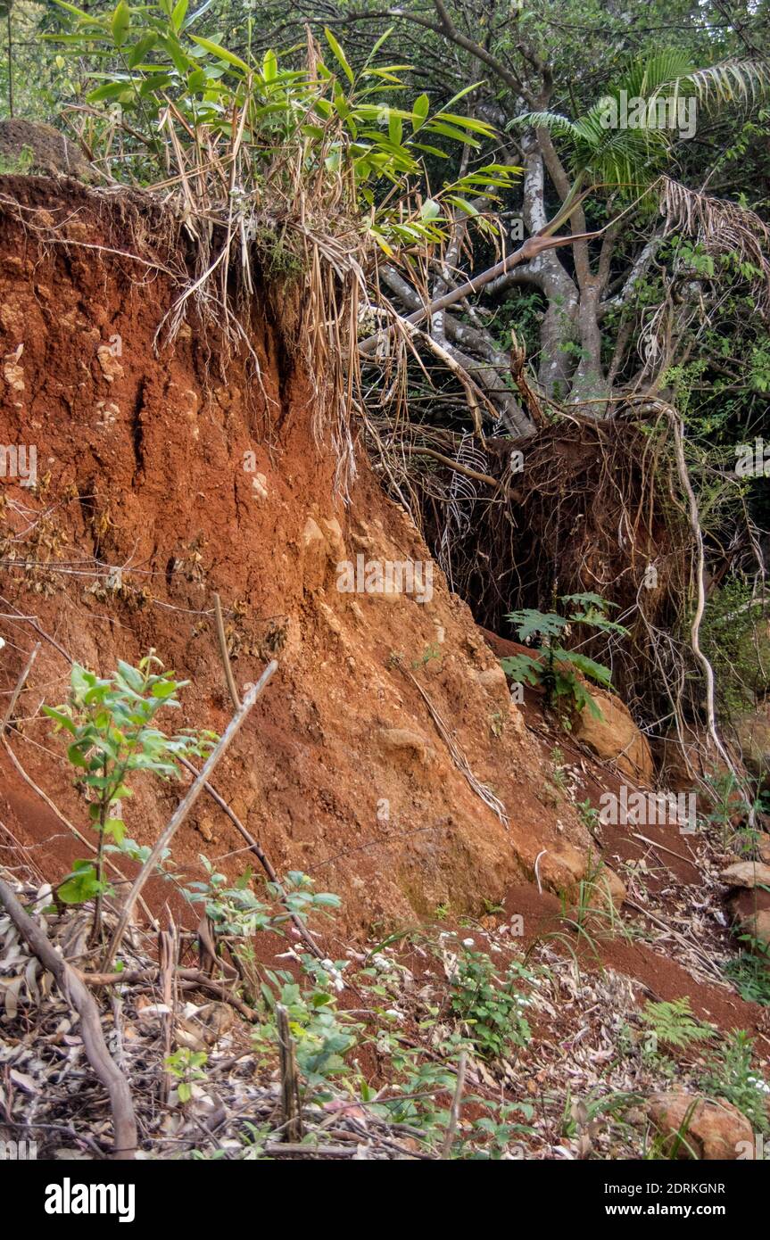 Frana su terreni non consolidati, esponendo massi di basalto. Suoli vulcanici rossi sulla montagna di Tamborine, Queensland, Australia. Foto Stock