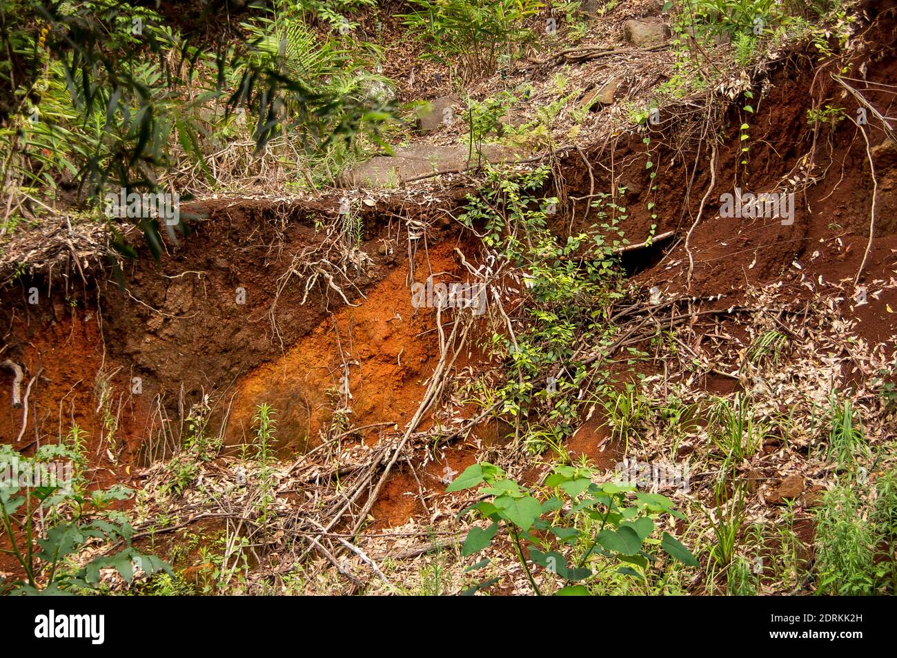 Frana su terreno non consolidato, esponendo un vecchio letto a ruscello. Suoli vulcanici rossi sulla montagna di Tamborine, Queensland, Australia. Foto Stock