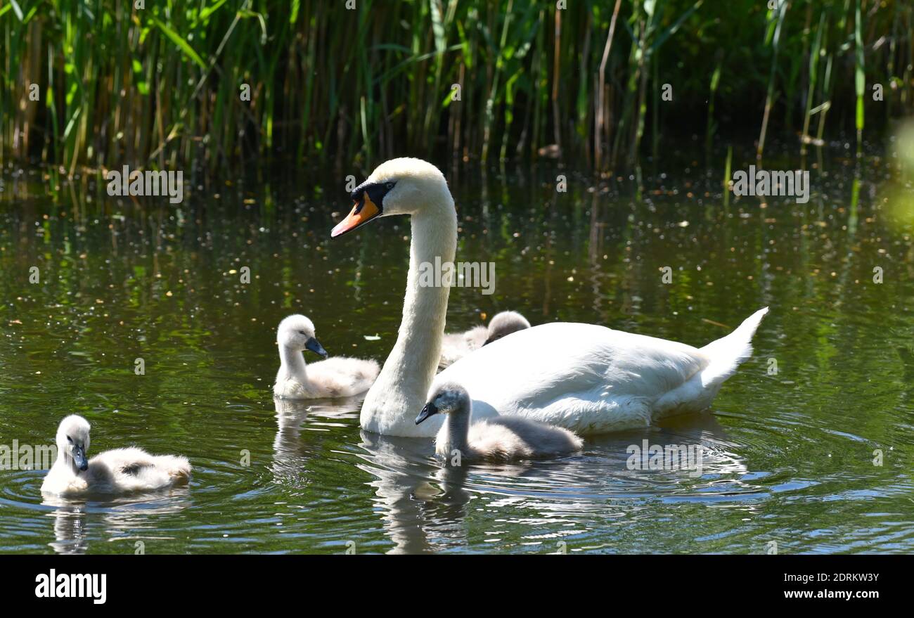 swan e cigneti galleggianti Foto Stock