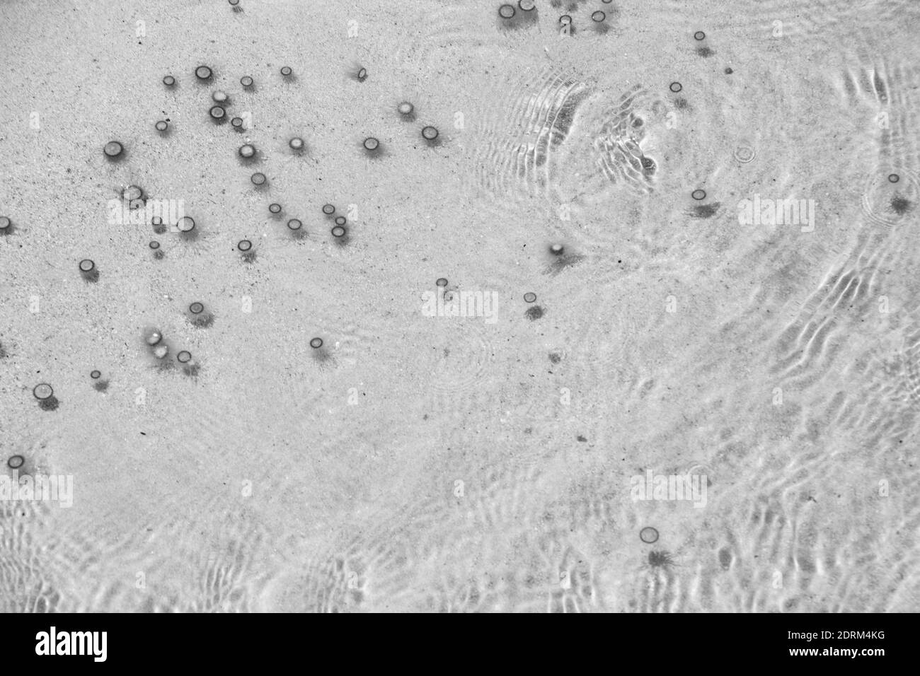 Le piccole meduse galleggiano in acqua, Balck e White Foto Stock