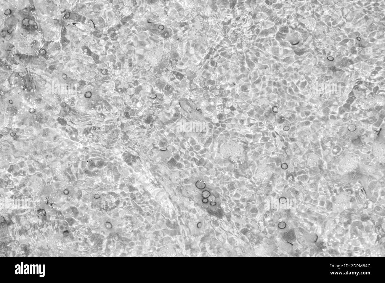 Le piccole meduse galleggiano in acqua, Balck e White Foto Stock