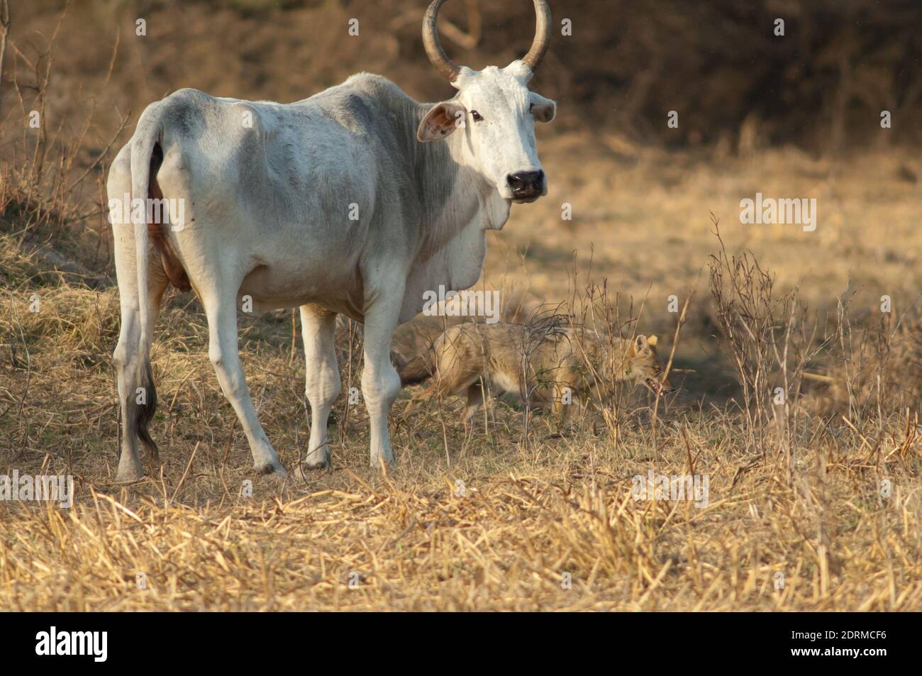 Zebù Bos primigenius indicus e oro jackal Canis aureus indicus. Parco Nazionale Keoladeo Ghana. Rajasthan. India. Foto Stock