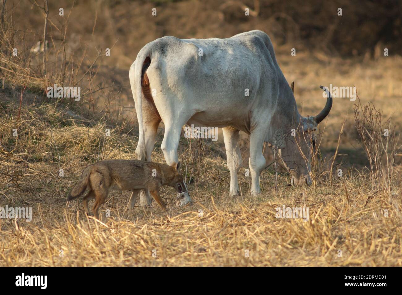 Zebù Bos primigenius indica pascolando e oro jackal Canis aureus indicus. Parco Nazionale Keoladeo Ghana. Rajasthan. India. Foto Stock