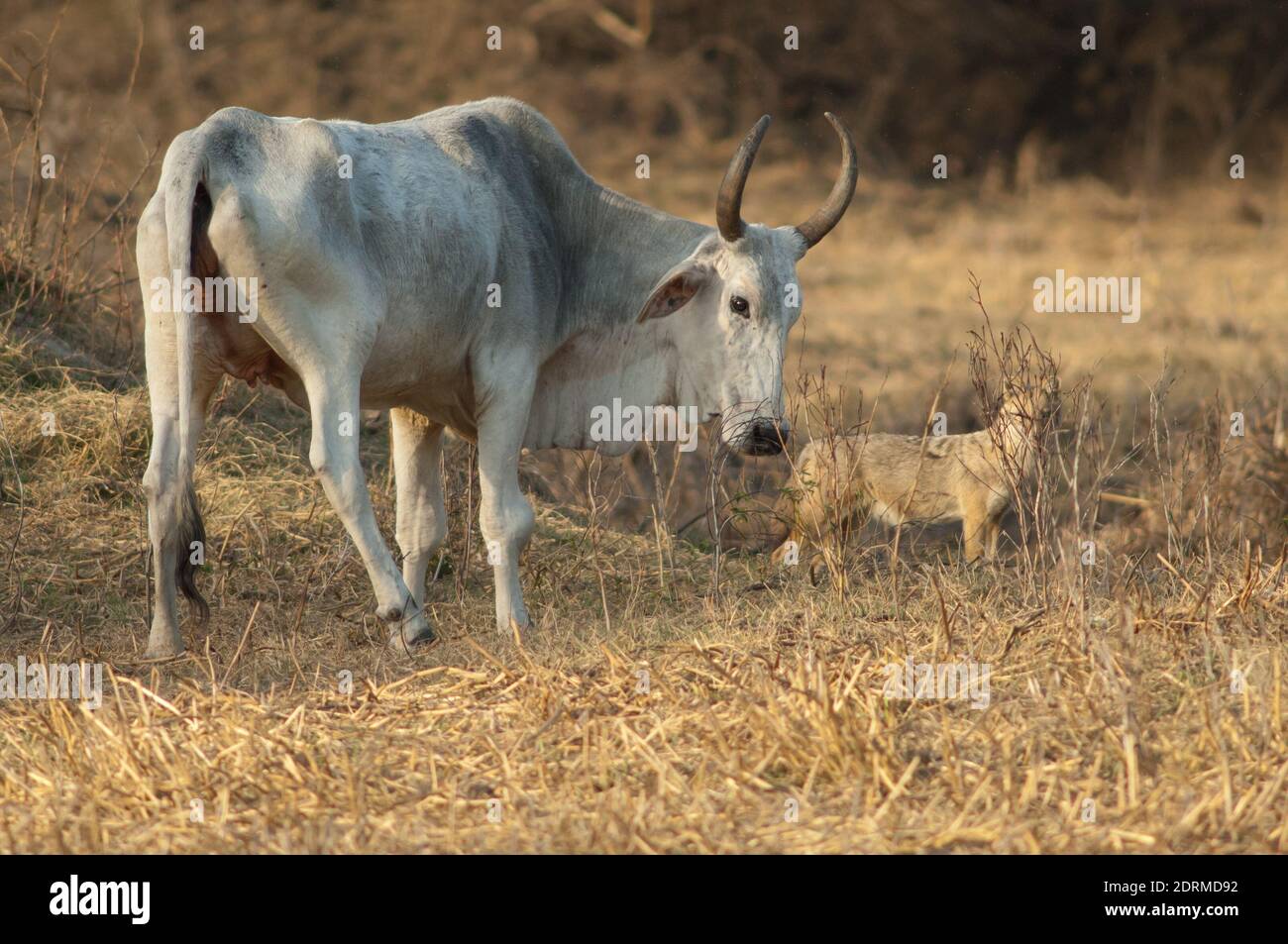 Zebù Bos primigenius indicus e oro jackal Canis aureus indicus sullo sfondo. Parco Nazionale Keoladeo Ghana. Rajasthan. India. Foto Stock