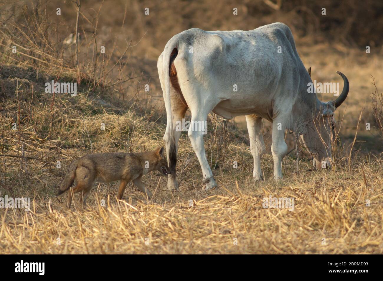 Zebù Bos primigenius indica pascolando e oro jackal Canis aureus indicus. Parco Nazionale Keoladeo Ghana. Rajasthan. India. Foto Stock