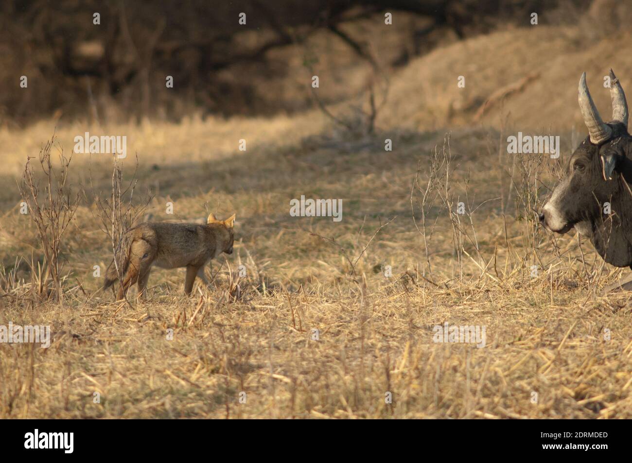 Zebù Bos primigenius indicus e oro jackal Canis aureus indicus. Parco Nazionale Keoladeo Ghana. Rajasthan. India. Foto Stock