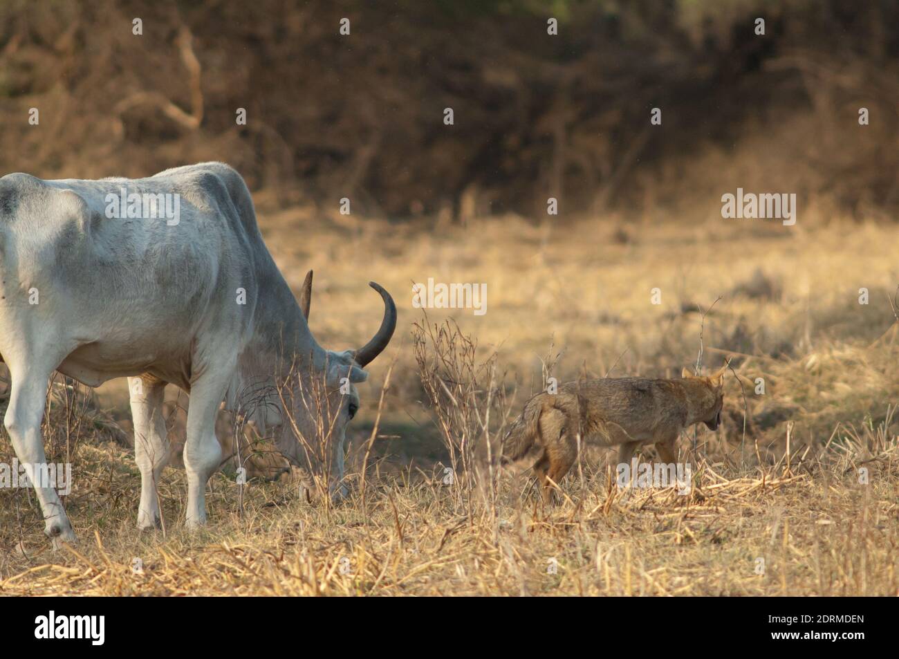 Zebù Bos primigenius indica pascolando e oro jackal Canis aureus indicus. Parco Nazionale Keoladeo Ghana. Rajasthan. India. Foto Stock