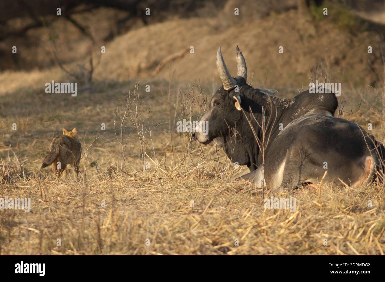 Zebù Bos primigenius indica che riposa e che il jackal d'oro Canis aureus indicus. Parco Nazionale Keoladeo Ghana. Rajasthan. India. Foto Stock