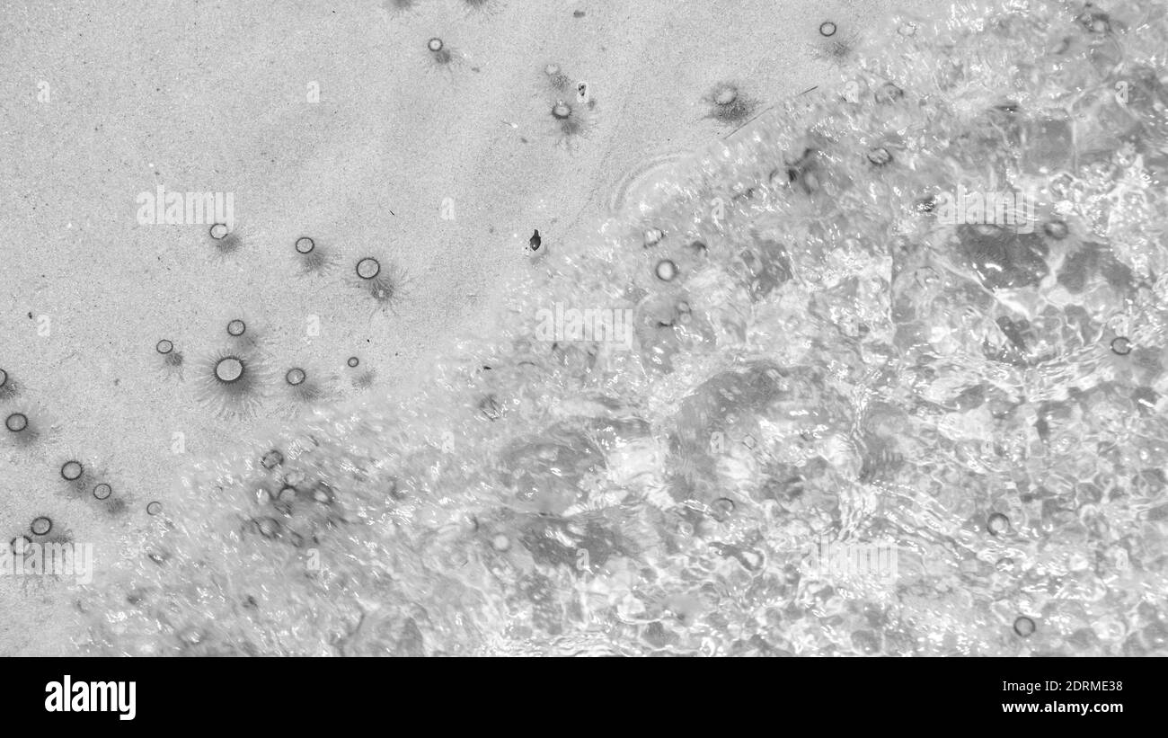 Le piccole meduse galleggiano in acqua, Balck e White Foto Stock