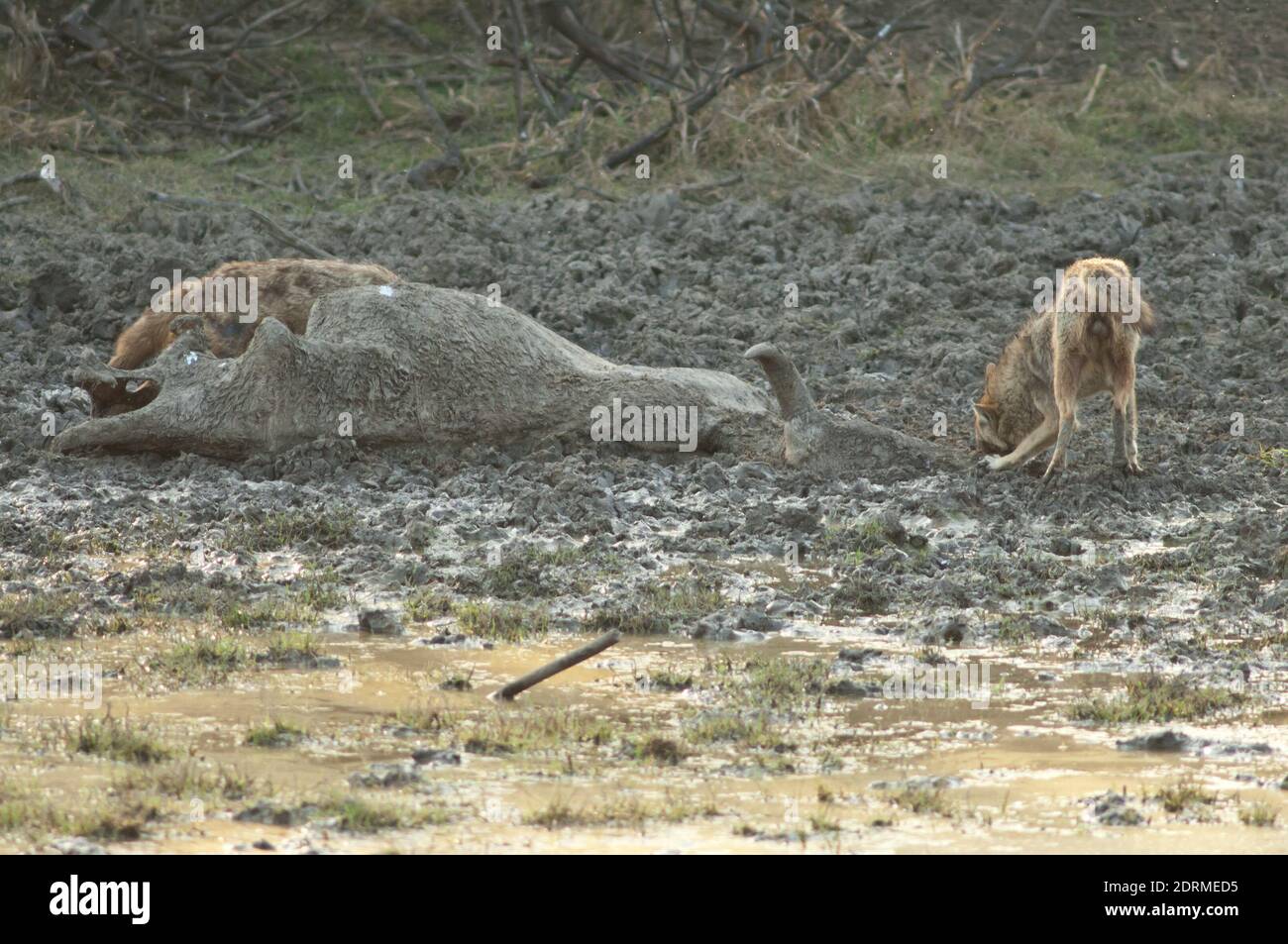 Jackals d'oro Canis aureus indica che si nutrono sul corpo di uno zebù Bos primigenius indicus. Parco Nazionale Keoladeo Ghana. Bharatpur. Rajasthan. India. Foto Stock