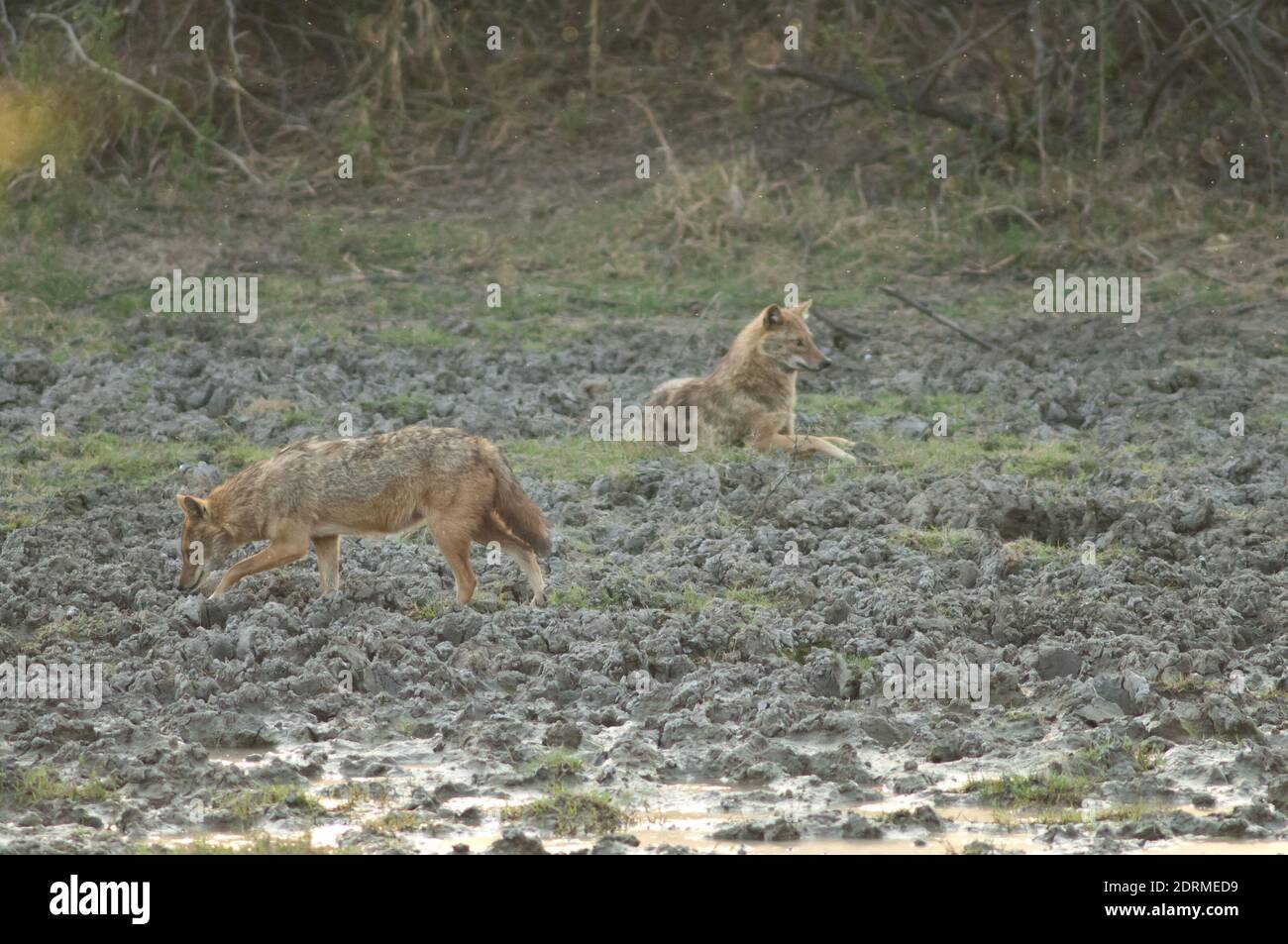 Jackals d'oro Canis aureus indicus. Parco Nazionale Keoladeo Ghana. Bharatpur. Rajasthan. India. Foto Stock
