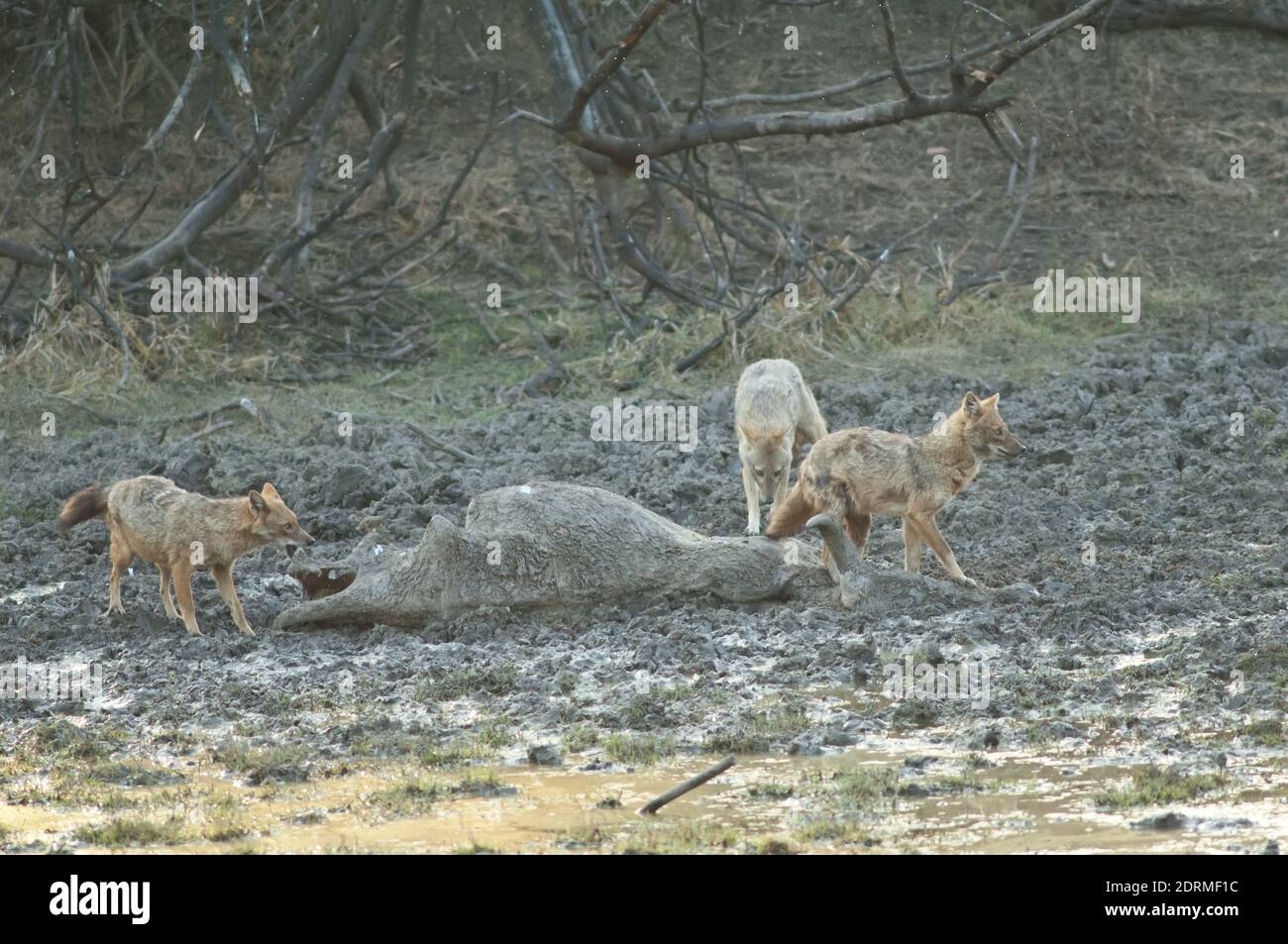 Jackals d'oro Canis aureus indica che si nutrono sul corpo di uno zebù Bos primigenius indicus. Parco Nazionale Keoladeo Ghana. Bharatpur. Rajasthan. India. Foto Stock