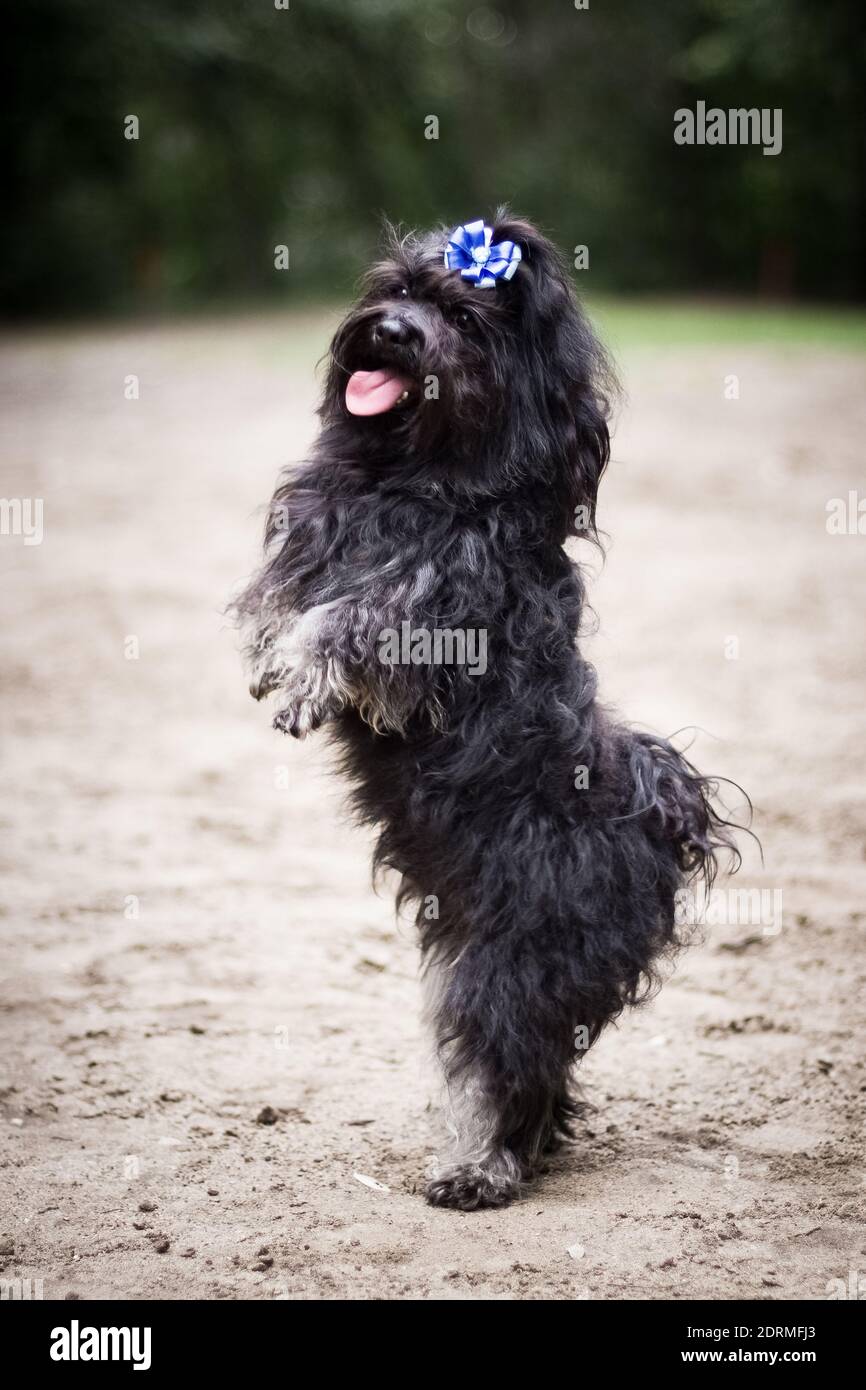 Piccolo cane nero riccia razza Russo colore lapdog con un arco blu sulla testa sa come stare in piedi le sue gambe posteriori su una piattaforma di sabbia all'aperto Foto Stock